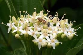 Attēlu rezultāti vaicājumam “Cornus sericea”
