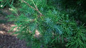Attēlu rezultāti vaicājumam “Juniperus chinensis”