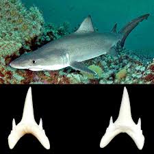 Image result for Odontaspis ferox