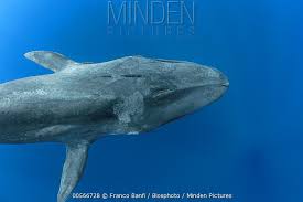 Image result for Balaenoptera musculus