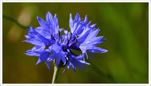 Attēlu rezultāti vaicājumam “Cyanus segetum”