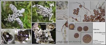 Attēlu rezultāti vaicājumam “Diderma subviridifuscum”