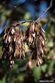 Attēlu rezultāti vaicājumam “Fraxinus excelsior fruit”