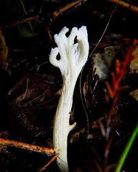 Attēlu rezultāti vaicājumam “Clavulina rugosa”