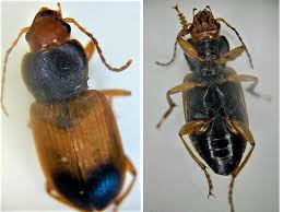 Attēlu rezultāti vaicājumam “Diachromus germanus”