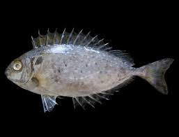 Image result for Siganus rivulatus
