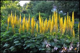 Attēlu rezultāti vaicājumam “Lycogala persicum young”