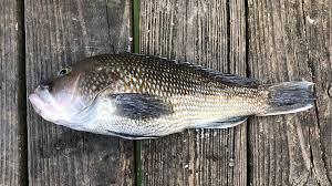 Image result for Centropristis striata