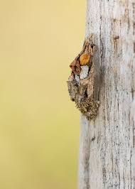 Attēlu rezultāti vaicājumam “Proutia betulina”