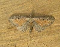 Attēlu rezultāti vaicājumam “Eupithecia icterata”