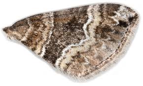 Attēlu rezultāti vaicājumam “Perizoma bifaciata”