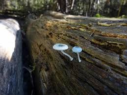 Attēlu rezultāti vaicājumam “Mycena”