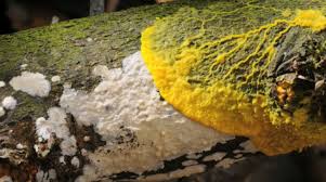 Attēlu rezultāti vaicājumam “Physarum penetrale macro”