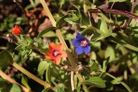 Attēlu rezultāti vaicājumam “Anagallis arvensis flower”