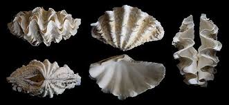 Image result for tridacna