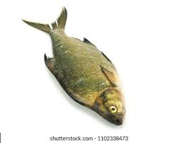 Image result for Abramis brama