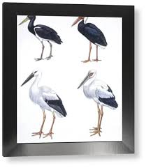 Attēlu rezultāti vaicājumam “Ciconiiformes”