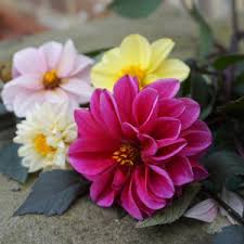 Image result for Dahlia `Red Skin`