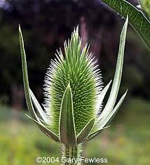 Image result for Dipsacus laciniatus