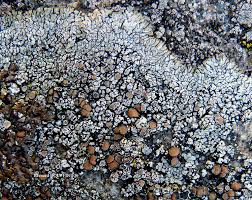 Attēlu rezultāti vaicājumam “Lecanora muralis”