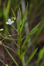 Attēlu rezultāti vaicājumam “Veronica scutellata”