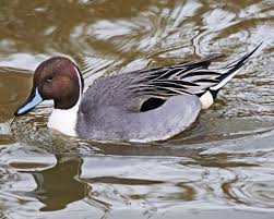 Image result for Anas acuta