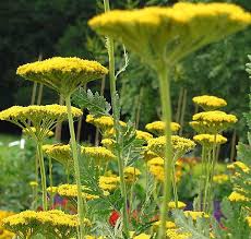 Image result for Achillea filipendulina