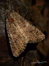 Attēlu rezultāti vaicājumam “Hadula trifolii”