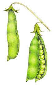 Attēlu rezultāti vaicājumam “Pisum sativum”