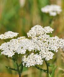 Attēlu rezultāti vaicājumam “Achillea millefolium flower”