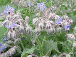 Attēlu rezultāti vaicājumam “Borago officinalis flower”