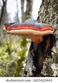 Attēlu rezultāti vaicājumam “Fomitopsis pinicola”