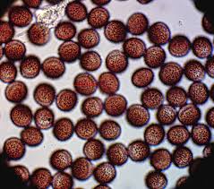 Attēlu rezultāti vaicājumam “Physarum licheniforme”