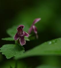Attēlu rezultāti vaicājumam “Galeopsis bifida”