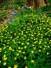 Attēlu rezultāti vaicājumam “Anemone ranunculoides leaf”