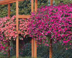 Image result for Petunia hybrida