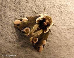 Attēlu rezultāti vaicājumam “Thyatira batis imago”