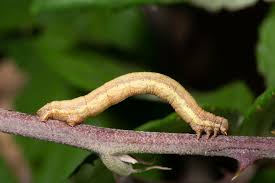 Attēlu rezultāti vaicājumam “Ematurga atomaria”