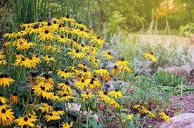 Image result for Rudbeckia