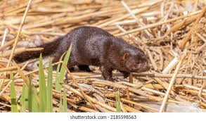 Attēlu rezultāti vaicājumam “Mustela vison”