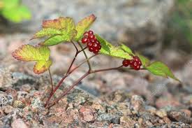 Attēlu rezultāti vaicājumam “Rubus saxatilis fruit”
