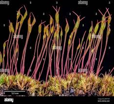 Attēlu rezultāti vaicājumam “Bryoerythrophyllum recurvirostrum”