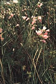 Attēlu rezultāti vaicājumam “Malva moschata bud”