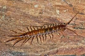 Attēlu rezultāti vaicājumam “Lithobius forficatus”