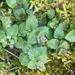 Attēlu rezultāti vaicājumam “Veronica agrestis”