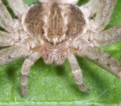 Attēlu rezultāti vaicājumam “Philodromidae”