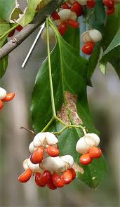 Attēlu rezultāti vaicājumam “Euonymus fruit”