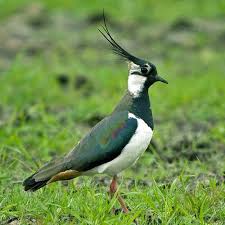 Attēlu rezultāti vaicājumam “Vanellus vanellus adult”