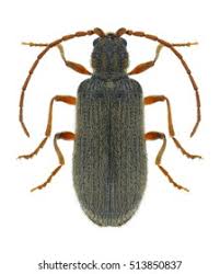 Attēlu rezultāti vaicājumam “Ptinus sp. female”