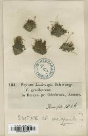 Attēlu rezultāti vaicājumam “Pohlia sphagnicola”